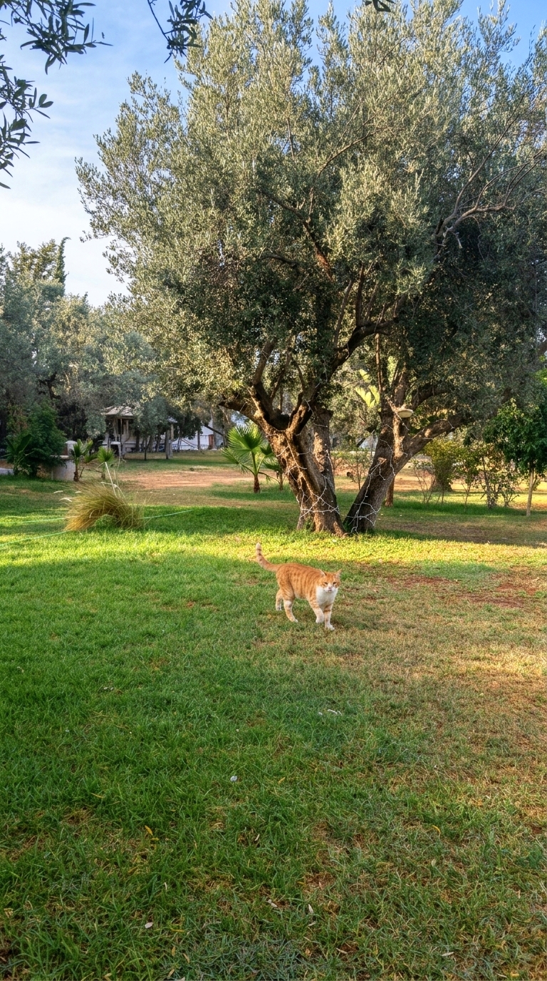 Jardin et Barbecue